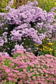 ASTER NOVI-BELGII, SEDUM AUTUMN JOY AND RUDBECKIA GOLDSTURM