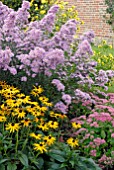 ASTER NOVI-BELGII, SEDUM AUTUMN JOY,  RUDBECKIA GOLDSTURM AND HELIOPSIS