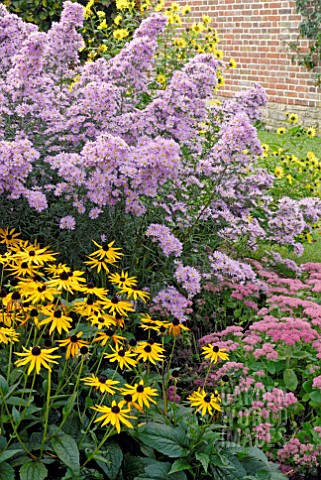 ASTER_NOVIBELGII_SEDUM_AUTUMN_JOY__RUDBECKIA_GOLDSTURM_AND_HELIOPSIS