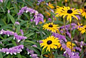 RUDBECKIA GOLDSTURM AND SALVIA LEUCANTHA