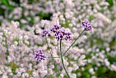 VERBENA BONARIENSIS