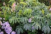 MELIANTHUS MAJOR WITH ASTERS AND PENSTEMON IN AUTUMN BORDER