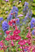 PENSTEMON PORT WINE