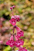 PENSTEMON PORT WINE