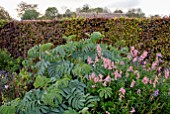 MELIANTHUS MAJOR AND PINK PENSTEMON IN AUTUMN BORDER