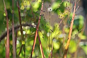 PANICUM VIRGATUM SHENANDOAH