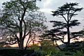 TREES AT SUNSET, OZLEWORTH PARK, GLOUCESTERSHIRE