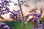 CALLICARPA BODINIERI, GIRALDII