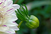 EMERGING DAHLIA FLOWER