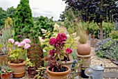 HYDRANGEA MACROPHYLLA MERVEILLE SANGUINE IN POT