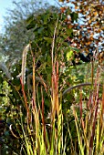 PANICUM VIRGATUM SHENANDOAH