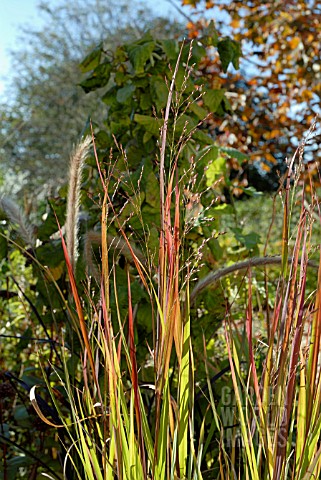 PANICUM_VIRGATUM_SHENANDOAH