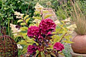 HYDRANGEA MACROPHYLLA MERVEILLE SANGUINE WITH HYDRANGEA PANICULATA PHANTOM BEHIND