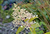 HYDRANGEA PANICULATA PHANTOM