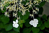 HYDRANGEA PETIOLARIS