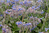 BORAGO OFFICINALIS