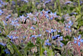 BORAGO OFFICINALIS