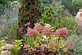 HYDRANGEA PANICULATA PHANTOM IN FRONT OF MIXED BORDER