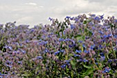 BORAGO OFFICINALIS