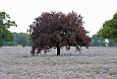 FAGUS SYLVATICA PURPUREA IN FIELD OF BORAGO OFFICINALIS