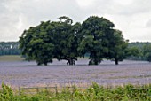 GROUP OF TREES IN FIELD OF BORAGO OFFICINALIS