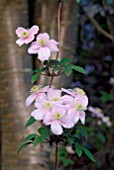 CLEMATIS MONTANA GROWING THROUGH CHERRY TREE