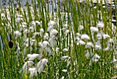 ERIOPHORUM ANGUSTIFOLIUM BY POND