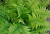 DRYOPTERIS AFFINIS