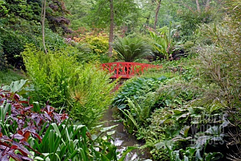 JAPANESE_STYLE_BRIDGE_IN_THE_BOG_GARDEN_AT_ABBOTSBURY_SUBTROPICAL_GARDEN_DORSET