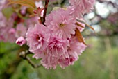 PRUNUS KANZAN BLOSSOM