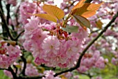 PRUNUS KANZAN BLOSSOM