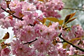 PRUNUS KANZAN BLOSSOM