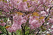 PRUNUS KANZAN BLOSSOM