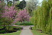 PRUNUS KANZAN BLOSSOM AND SALIX BABYLONICA AT SAINT FAGANS CASTLE GARDENS, CARDIFF