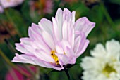 COSMOS BIPINNATUS DOUBLE CLICK