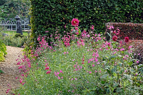 BORDER_WITH_PENSTEMON_GARNET_PENSTEMON_CLARET_AND_DAHLIAS_AT_CAMERS_GLOUCESTERSHIRE