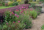 BORDER WITH PENSTEMON GARNET, PENSTEMON CLARET,DAHLIAS AND RED BERBERIS HEDGE AT CAMERS, GLOUCESTERSHIRE