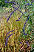 SALVIA INDIGO SPIRES AND CROCOSMIA SEEDHEADS