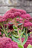 SEDUM HERBSTFREUDE