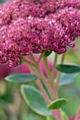 SEDUM HERBSTFREUDE