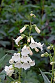 PENSTEMON WHITE BEDDER