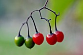 SOLANUM DULCAMARA BERRIES