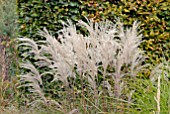 MISCANTHUS SINENSIS