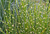 MISCANTHUS SINENSIS ZEBRINUS