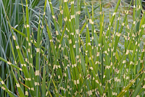 MISCANTHUS_SINENSIS_ZEBRINUS