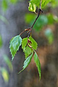 YOUNG LEAVES OF BETULA PENDULA YOUNGII