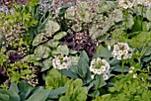 HEUCHERA, HOSTA, BRUNNERA AND PRIMULA IN SHOW GARDEN AT MALVERN SPRING SHOW 2009, DESIGN BY ANN PURDIE