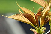 YOUNG LEAVES OF PRUNUS AMANAGOWA