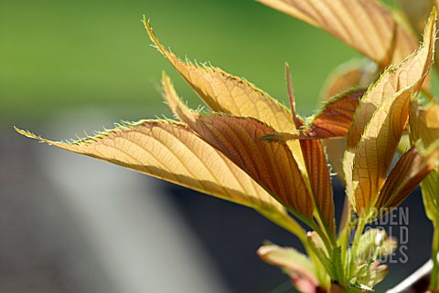 YOUNG_LEAVES_OF_PRUNUS_AMANAGOWA