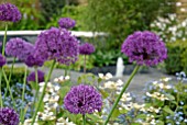 PURPLE ALLIUMS IN CHIC CITY SPACE SHOW GARDEN AT MALVERN SPRING SHOW 2009, DESIGN BY MARK DRAPER/ GRADUATE GARDENERS LTD.